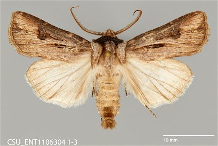 C.P. Gillette Museum of Arthropod Diversity
Catalog #: CSU_ENT1106304
Taxon: Agrotis venerabilis Walker
Family: Noctuidae
Collector: S.A. Johnson
Date: 2007-09-28
Verbatim Date: 28 Sept. 2007
Locality
