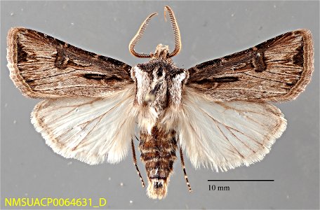 New Mexico State Collection of Arthropods
Catalog #: NMSUACP0064631
Taxon: Agrotis venerabilis Walker
Family: Noctuidae
Determiner: C.D. Ferris (2006)
Collector: C.D. Ferris
Date: 2005-08-23
Verbatim 