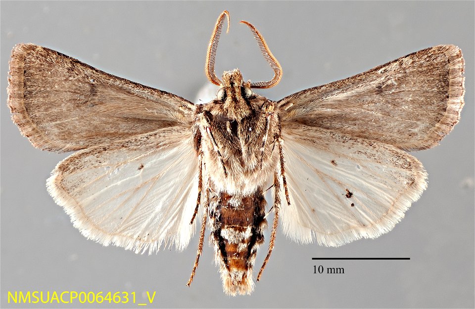 New Mexico State Collection of Arthropods
Catalog #: NMSUACP0064631
Taxon: Agrotis venerabilis Walker
Family: Noctuidae
Determiner: C.D. Ferris (2006)
Collector: C.D. Ferris
Date: 2005-08-23
Verbatim 