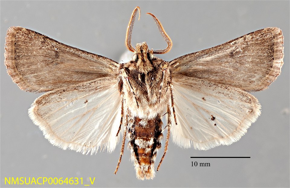 New Mexico State Collection of Arthropods Catalog #: NMSUACP0064631 Taxon: Agrotis venerabilis Walker Family: Noctuidae Determiner: C.D. Ferris (2006) Collector: C.D. Ferris Date: 2005-08-23 Verbatim photo