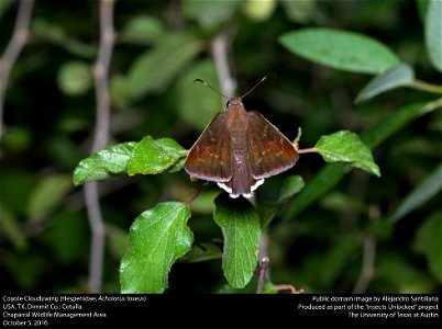 USA, TX, Dimmit Co.: Cotulla Chaparral Wildlife Management Area 5-x-2016 photo