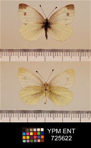Yale Peabody Museum, Entomology Division
Catalog #: YPM ENT 725622
Taxon: Pieris ergane (Geyer)
Family: Pieridae
Taxon Remarks: Animals and Plants: Invertebrates - Insects
Collector: D. F. Eisenberger