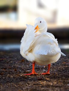 Bird goose duck photo