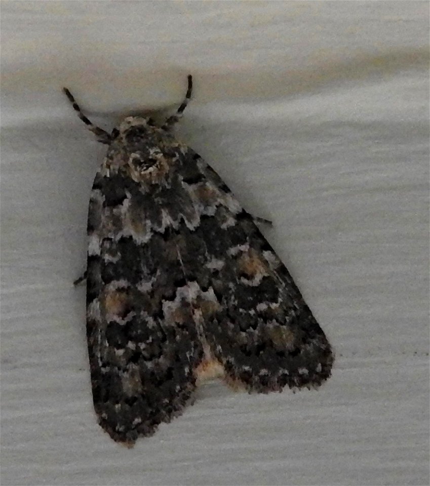 Bryophila domestica