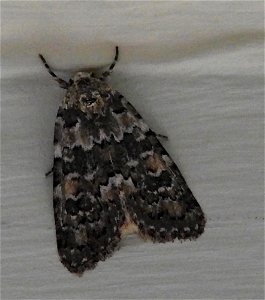 Bryophila domestica