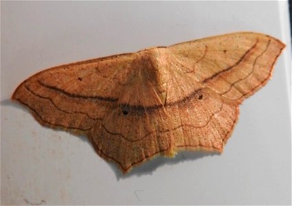 Small Blood-vein moth photo