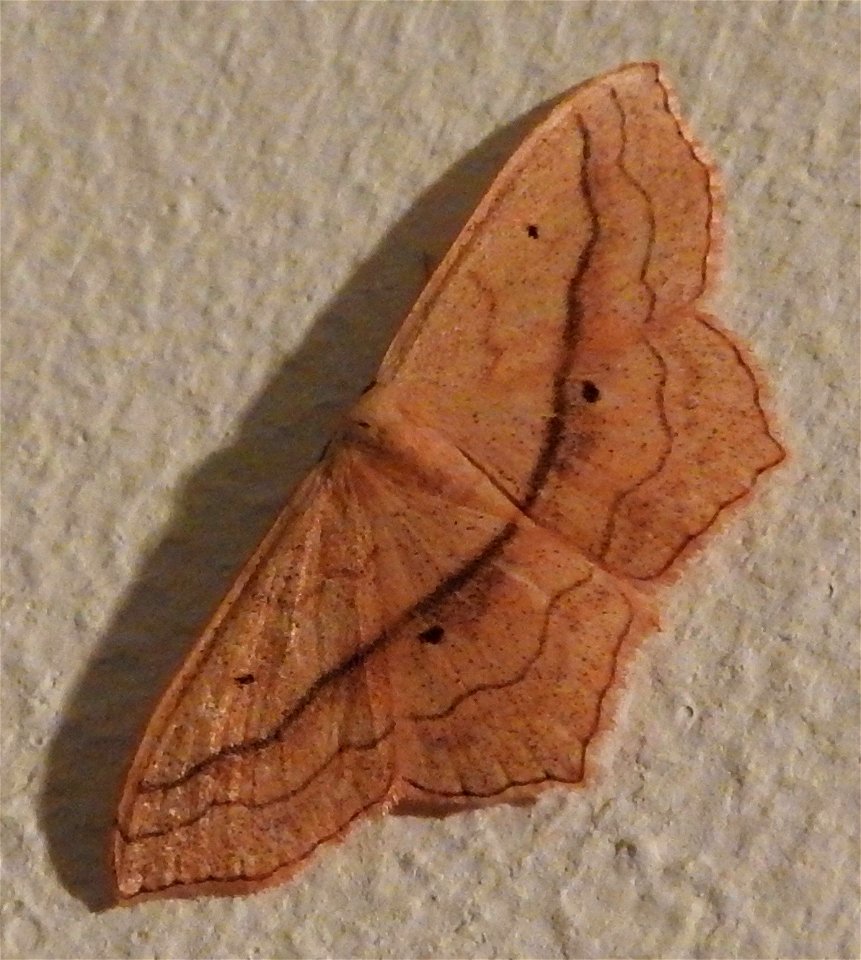 Small Blood-vein moth