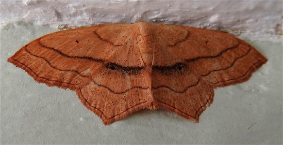 Small Blood-vein moth photo