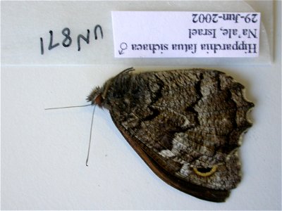 ISRAEL. UN0871, <a href="http://nymphalidae.utu.fi/story.php?code=JL8-26" rel="nofollow">see in our database</a> photo