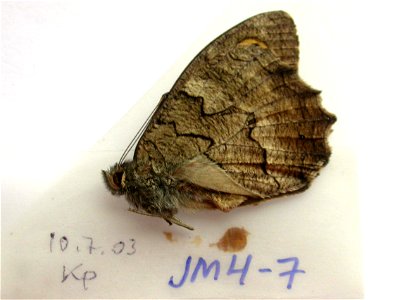 BULGARIA. Kp, <a href="http://nymphalidae.utu.fi/story.php?code=JM4-7" rel="nofollow">see in our database</a> photo