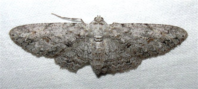 Anacamptodes fragilaria (Geometridae) from Hawai'i.