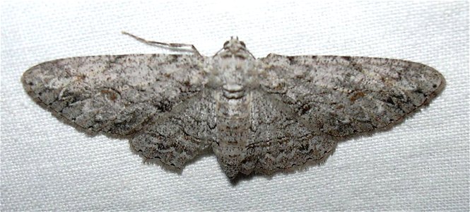 Anacamptodes fragilaria (Geometridae) from Hawai'i. photo