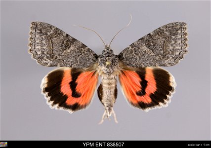 Yale Peabody Museum, Entomology Division
Catalog #: YPM ENT 838507
Taxon: Catocala optima Stdgr. (dorsal)
Family: Erebidae
Taxon Remarks: Animals and Plants: Invertebrates - Insects
Collector: Sergei 