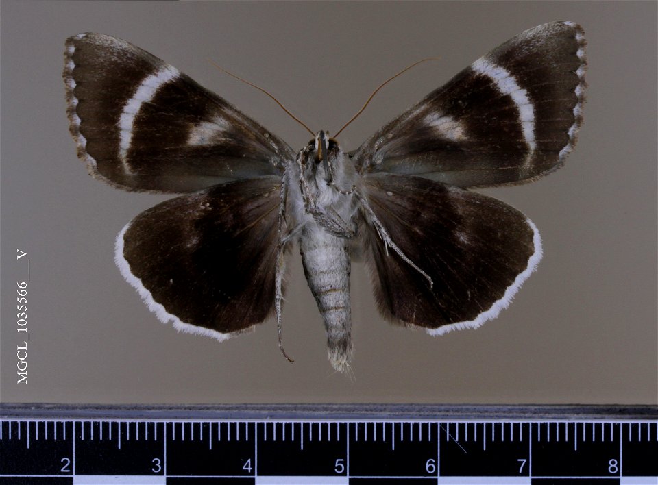 Florida Museum of Natural History, McGuire Center for Lepidoptera and Biodiversity
Catalog #: MGCL_1035566
Taxon: Catocala epione (Drury, 1773) (ventral)
Family: Erebidae
Collector: Dykstra, J S
Date:
