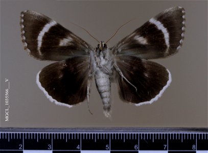 Florida Museum of Natural History, McGuire Center for Lepidoptera and Biodiversity
Catalog #: MGCL_1035566
Taxon: Catocala epione (Drury, 1773) (ventral)
Family: Erebidae
Collector: Dykstra, J S
Date: