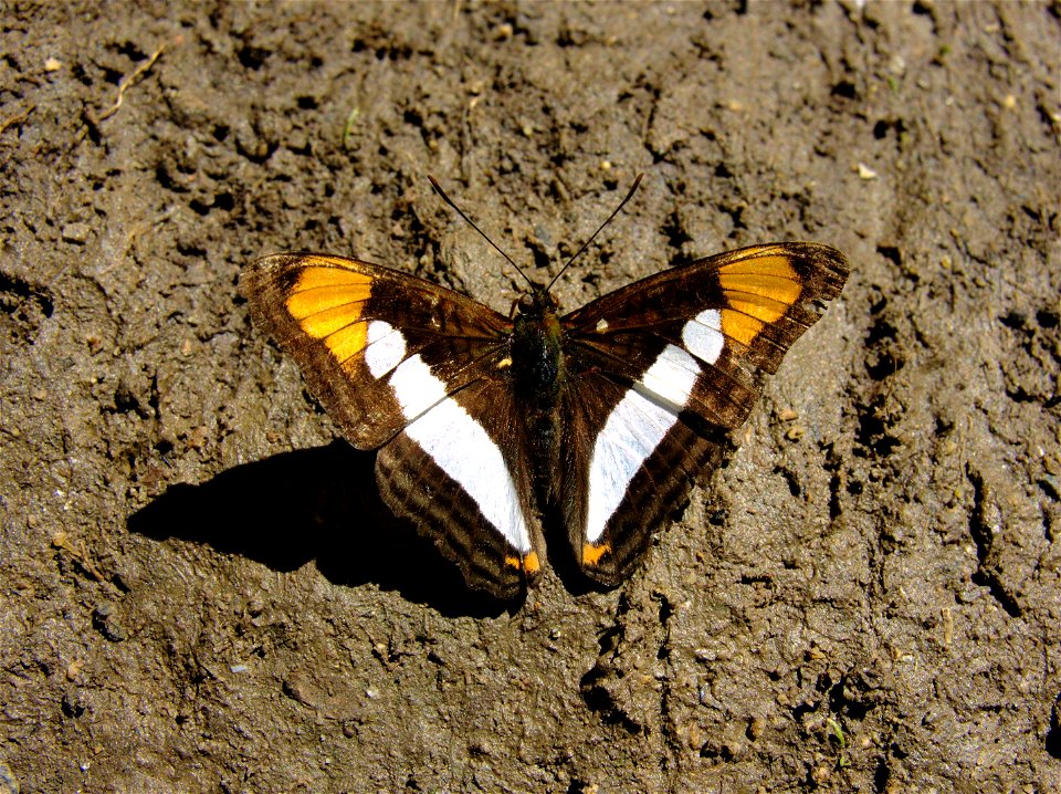 Adelpha syma (Nymphalidae, Limenitidinae), Curitiba, Brasil.