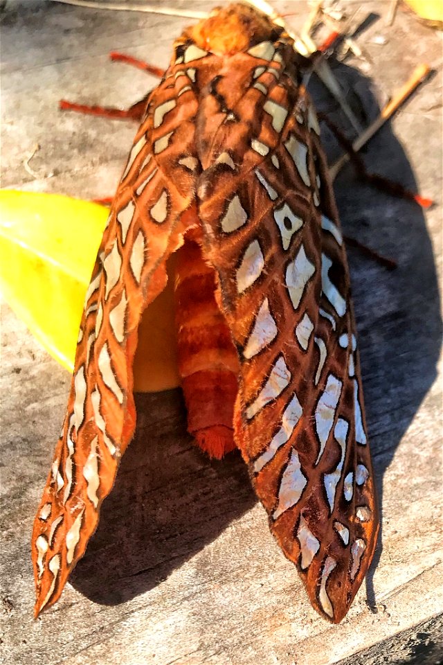 Silverspotted Ghost (Leto venus)