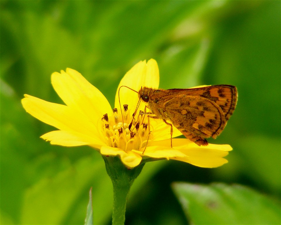 on Creeping Daisy-Wedelia trilobata

thanks Mr. Susanth Kumar for Plant id.