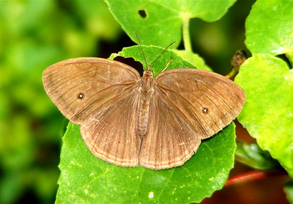 Tamil Bushbrown_Mycalesis subdita photo