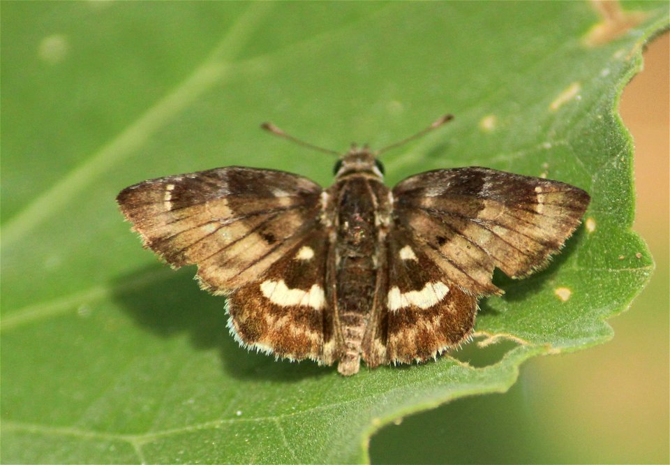 Gomalia elma (Trimen, 1862) – African Marbled Skipper