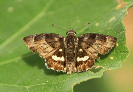 Gomalia elma (Trimen, 1862) – African Marbled Skipper