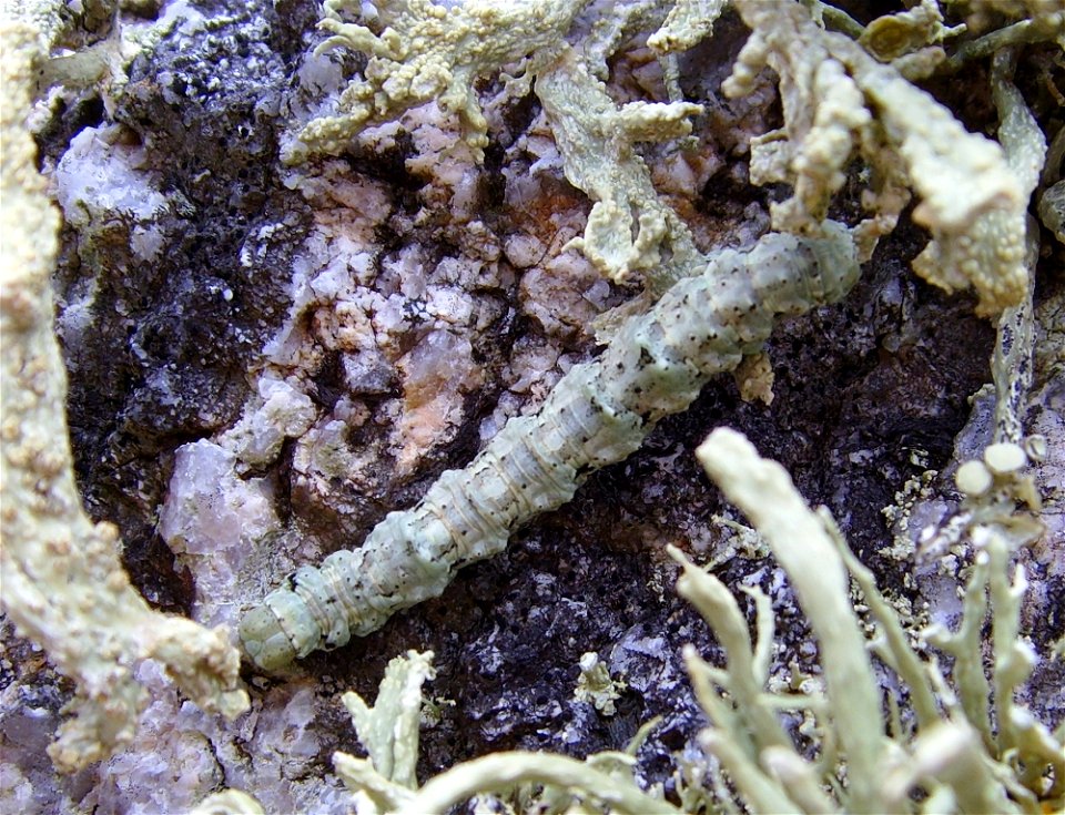 Cleorodes lichenaria (Geometridae), chenille, rochers couverts de Ramalina, Karreg ar Skeul, Goulien, Finistère, Bretagne, France