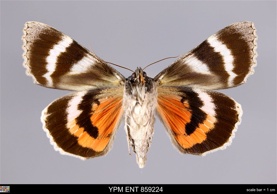 Yale Peabody Museum, Entomology Division
Catalog #: YPM ENT 859224
Taxon: Catocala briseis Edw. (ventral)
Family: Erebidae
Taxon Remarks: Animals and Plants: Invertebrates - Insects
Collector: Dale F.