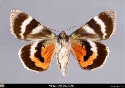 Yale Peabody Museum, Entomology Division
Catalog #: YPM ENT 859224
Taxon: Catocala briseis Edw. (ventral)
Family: Erebidae
Taxon Remarks: Animals and Plants: Invertebrates - Insects
Collector: Dale F.