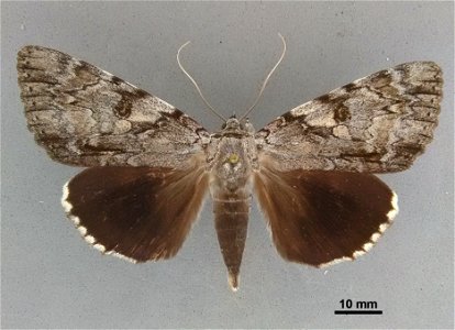 Mississippi Entomological Museum
Catalog #: MEM 375512
Taxon: Catocala dejecta Strecker, 1880
Family: Erebidae
Determiner: Gall, L. (2014)
Collector: Wright, D.J.
Date: 1986-06-29
Verbatim Date: 29/Ju
