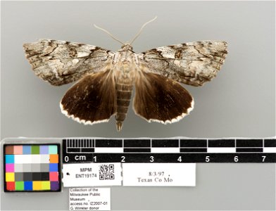Milwaukee Public Museum, Invertebrate Zoology-Insect Collection
Catalog #: ENT19174
Taxon: Catocala dejecta Strecker, 1880 (dorsal)
Family: Erebidae
Collector:
Date: 1997-08-03
Verbatim Date: 8/3/1997