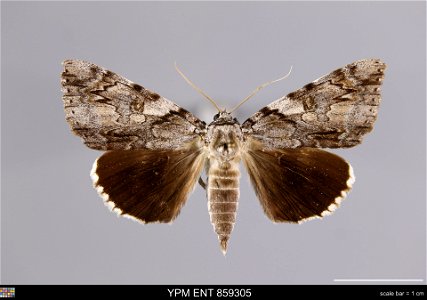 Yale Peabody Museum, Entomology Division Catalog #: YPM ENT 859305 Taxon: Catocala dejecta Strecker (dorsal) Family: Erebidae Taxon Remarks: Animals and Plants: Invertebrates - Insects Collector: Dale photo