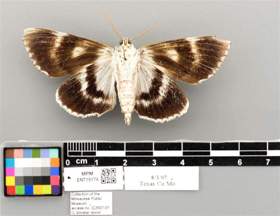 Milwaukee Public Museum, Invertebrate Zoology-Insect Collection
Catalog #: ENT19174
Taxon: Catocala dejecta Strecker, 1880 (ventral)
Family: Erebidae
Collector:
Date: 1997-08-03
Verbatim Date: 8/3/199