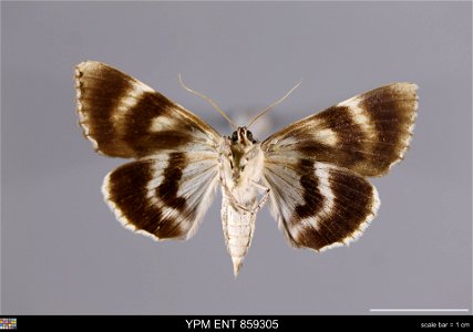 Yale Peabody Museum, Entomology Division
Catalog #: YPM ENT 859305
Taxon: Catocala dejecta Strecker (ventral)
Family: Erebidae
Taxon Remarks: Animals and Plants: Invertebrates - Insects
Collector: Dal