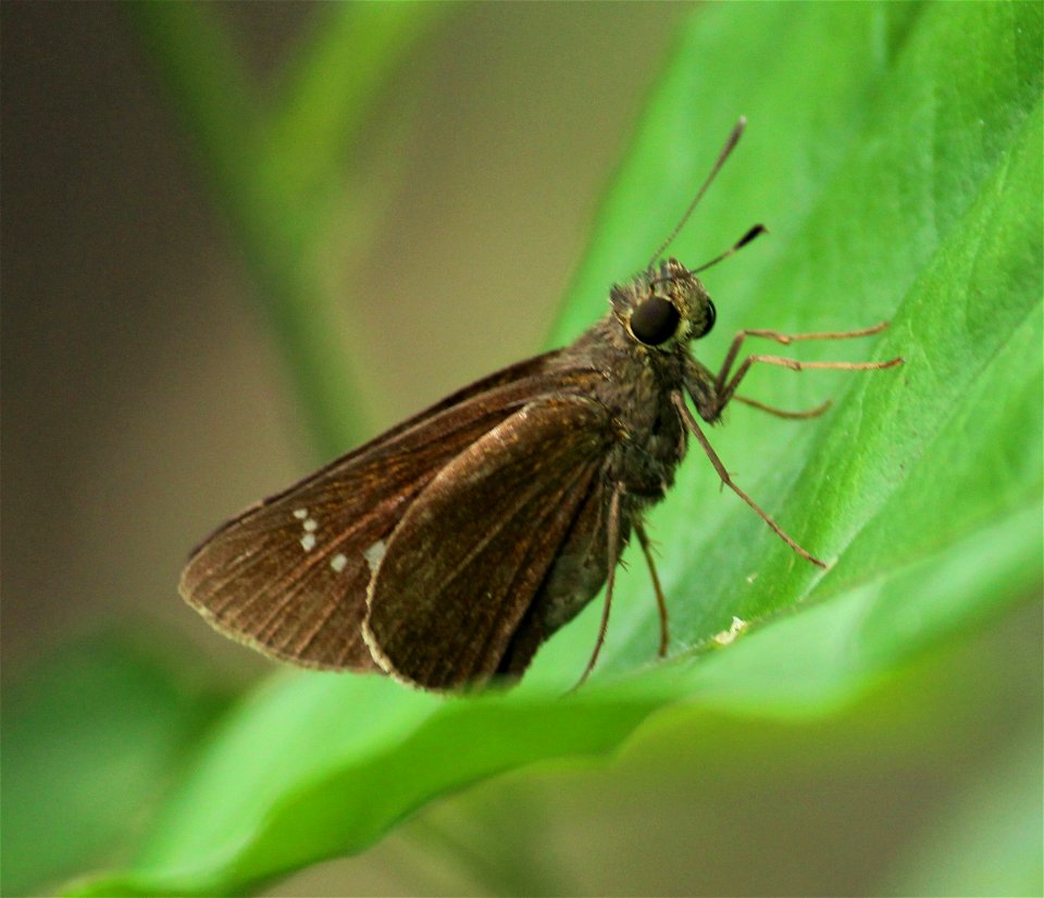 Caltoris kumara (Moore, 1878) – Blank Swift