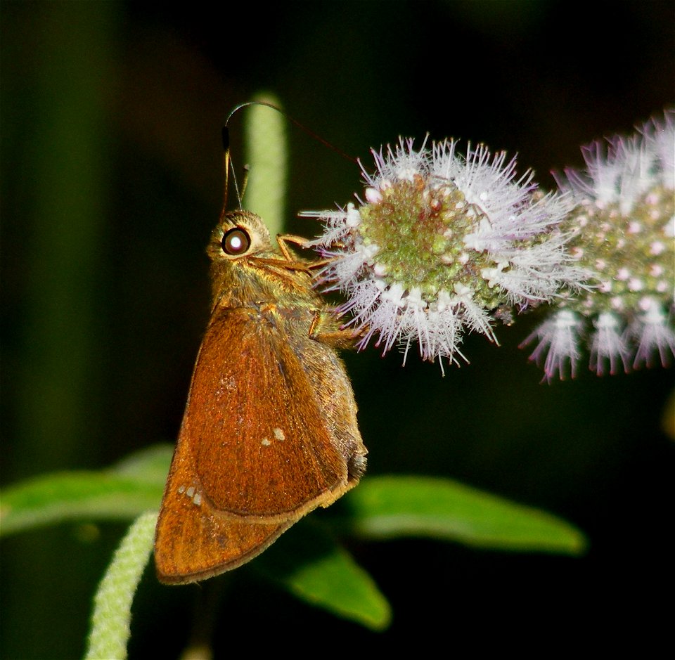 Blank Swift_Caltoris kumara