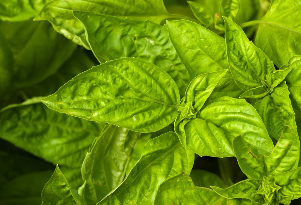 Food green fresh