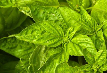 Food green fresh