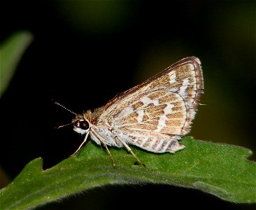 Common Grass Dart_Taractrocera maevius photo