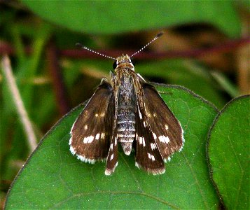 Common Grass Dart_Taractrocera maevius photo