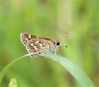 Taractrocera maevius (Fabricius, 1793) – Grey-veined Grass Dart photo