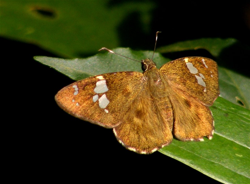 Tamil Spotted Flat_Celaenorrhinus ruficornis