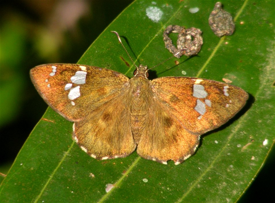Tamil Spotted Flat_Celaenorrhinus ruficornis