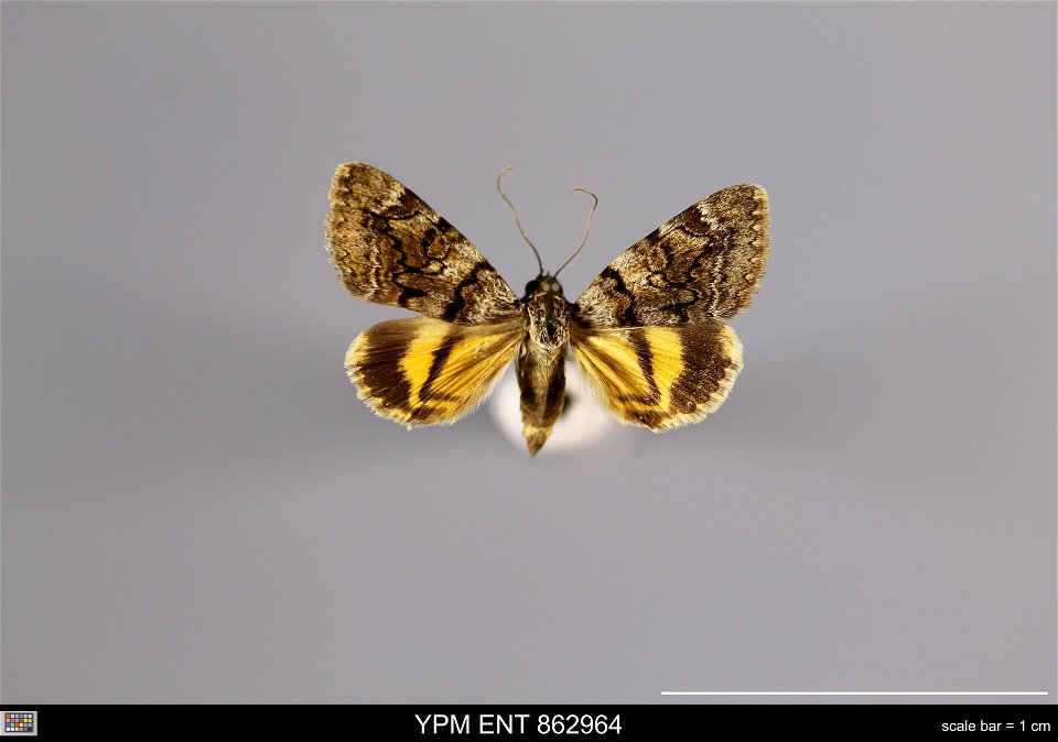 Yale Peabody Museum, Entomology Division
Catalog #: YPM ENT 862964
Taxon: Catocala nymphagoga (Esper) (dorsal)
Family: Erebidae
Taxon Remarks: Animals and Plants: Invertebrates - Insects
Collector: Cl