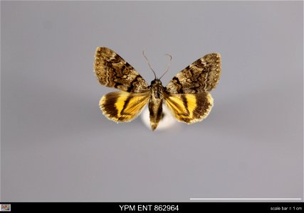 Yale Peabody Museum, Entomology Division Catalog #: YPM ENT 862964 Taxon: Catocala nymphagoga (Esper) (dorsal) Family: Erebidae Taxon Remarks: Animals and Plants: Invertebrates - Insects Collector: Cl photo
