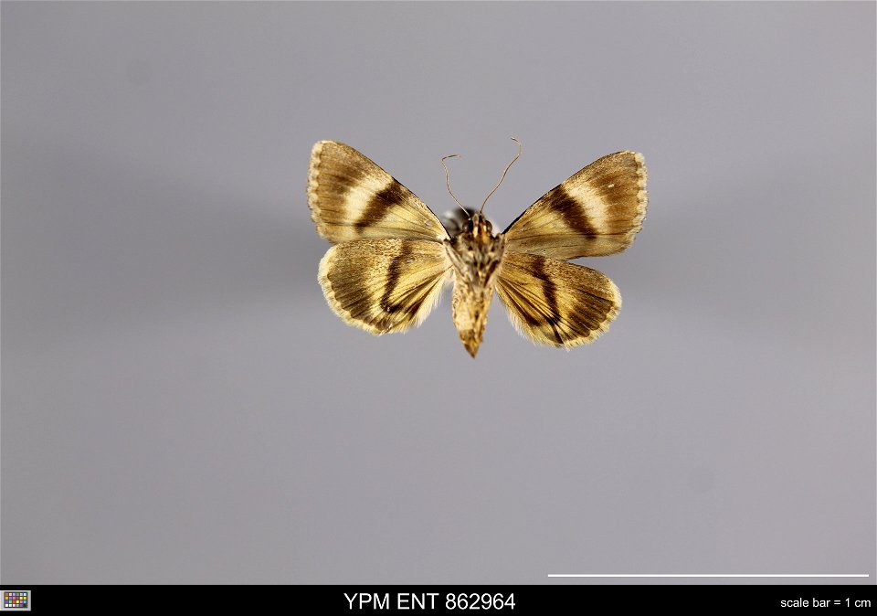 Yale Peabody Museum, Entomology Division
Catalog #: YPM ENT 862964
Taxon: Catocala nymphagoga (Esper) (ventral)
Family: Erebidae
Taxon Remarks: Animals and Plants: Invertebrates - Insects
Collector: C