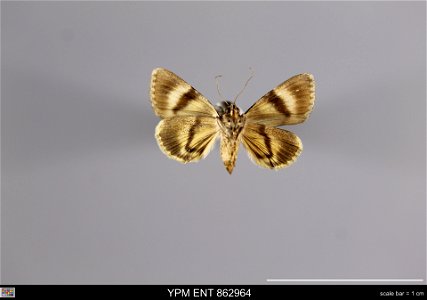 Yale Peabody Museum, Entomology Division Catalog #: YPM ENT 862964 Taxon: Catocala nymphagoga (Esper) (ventral) Family: Erebidae Taxon Remarks: Animals and Plants: Invertebrates - Insects Collector: C photo