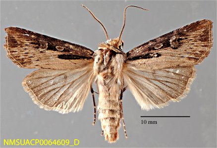 New Mexico State Collection of Arthropods Catalog #: NMSUACP0064609 Taxon: Agrotis obliqua (Smith) Family: Noctuidae Determiner: D. Lafontaine (2008) Collector: G.S. Forbes Date: 2005-06-11 Verbatim D photo