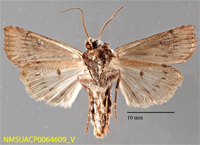 New Mexico State Collection of Arthropods Catalog #: NMSUACP0064609 Taxon: Agrotis obliqua (Smith) Family: Noctuidae Determiner: D. Lafontaine (2008) Collector: G.S. Forbes Date: 2005-06-11 Verbatim D photo