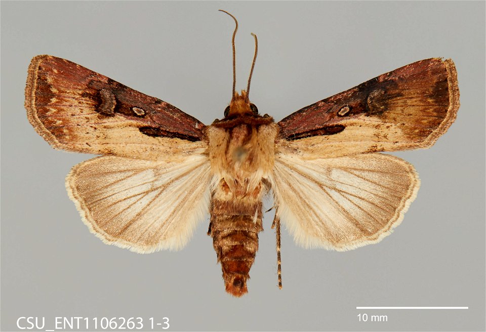 C.P. Gillette Museum of Arthropod Diversity Catalog #: CSU_ENT1106263 Taxon: Agrotis obliqua (Smith) Family: Noctuidae Collector: S.A. Johnson Date: 1991-06-08 Verbatim Date: 8 June 1991 Locality: Uni photo