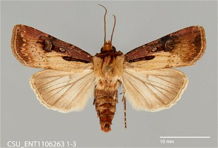 C.P. Gillette Museum of Arthropod Diversity
Catalog #: CSU_ENT1106263
Taxon: Agrotis obliqua (Smith)
Family: Noctuidae
Collector: S.A. Johnson
Date: 1991-06-08
Verbatim Date: 8 June 1991
Locality: Uni